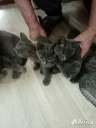 Отдам в добрые руки