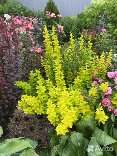 Барбарис тунберга