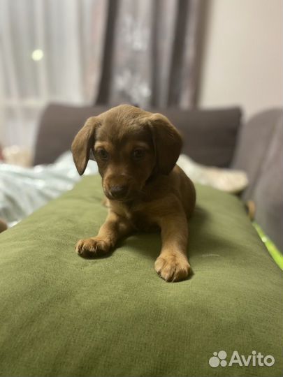 Метис спаниеля