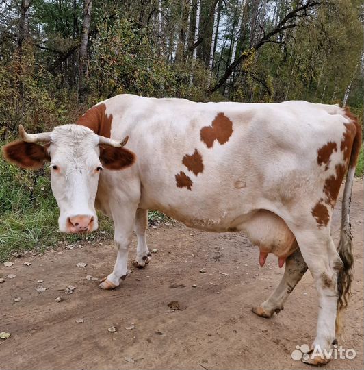 Корова хорошая дойная