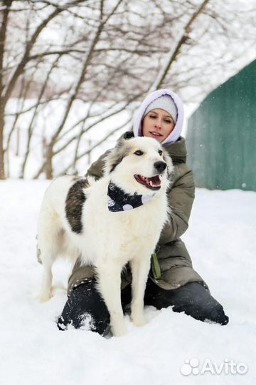 Пёс-аристократ ищет дорогу домой