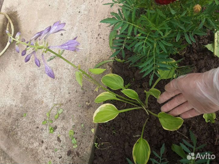 Хосты сортовые