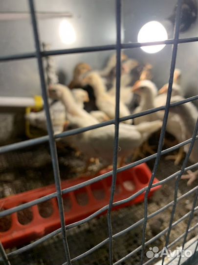 Цыплята несушки