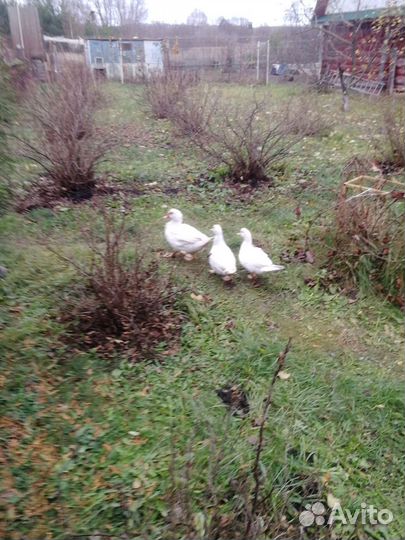 Утки муларды