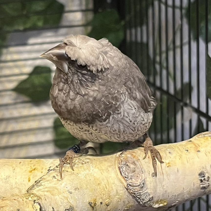 Японские жемчужные амадины