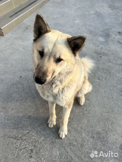 Собака в добрые руки кобель (метис лайки)