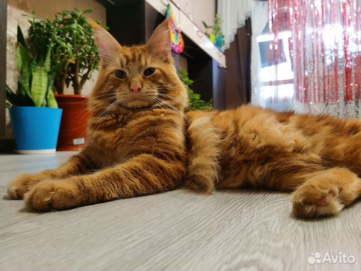 Мейн-кун вязка