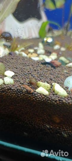 Улитки аквариумные