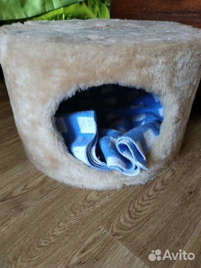 Британская кошка бесплатно