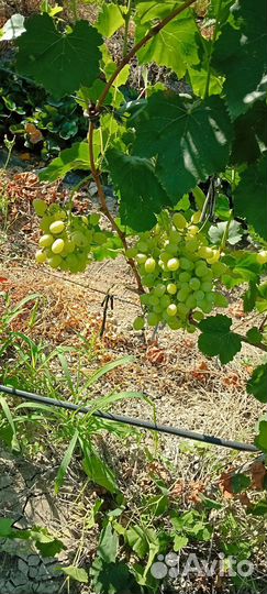 Виноград разные сорта