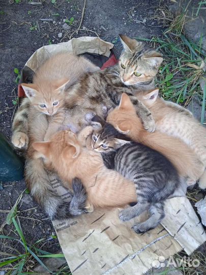 Котята в добрые руки