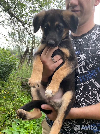 Щенок в добрые руки бесплатно девочка