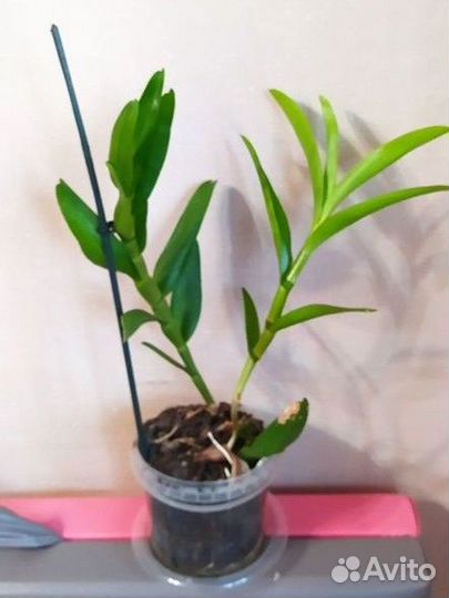 Орхидея дендробиум