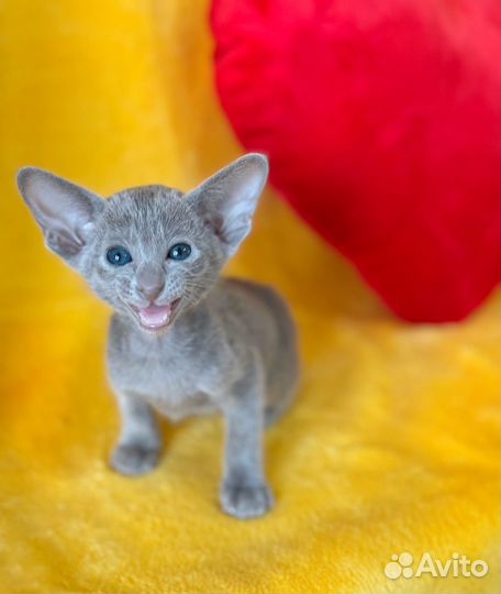 Ориентальный котенок девочка