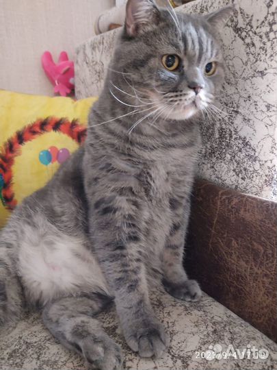Кот в добрые руки