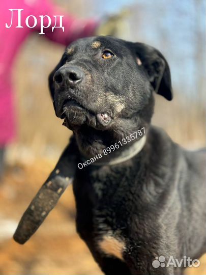 Собачка из приюта ищет дом