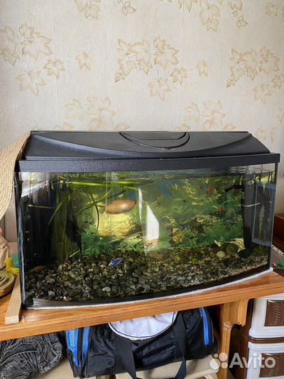 Аквариум