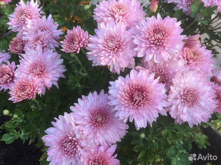 Продам хризантемы