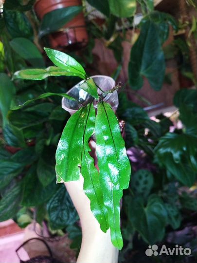 Микросорум Diversifolium