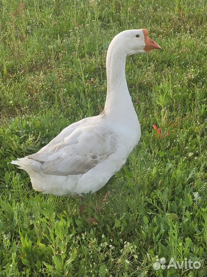 Гусак породы Линда