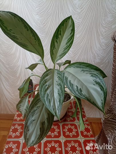 Фикусы,аглоанемы,кротоны
