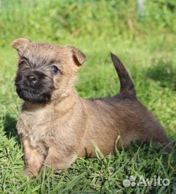 Керн терьер