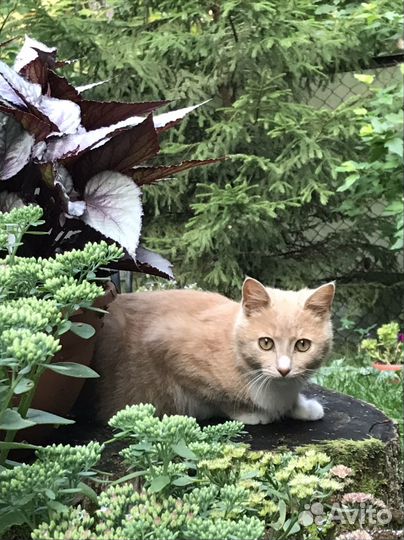 Кошка в дар