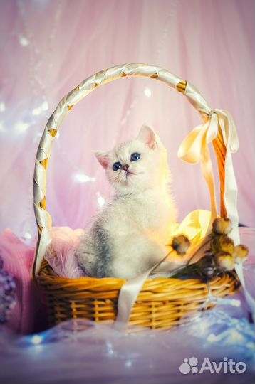 Элитный британский котёнок