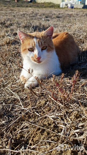 Очаровательные котики в добрые лапки