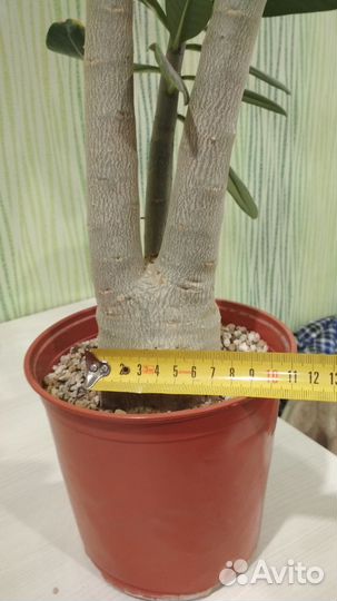 Адениум взрослый Арабикум Пирл