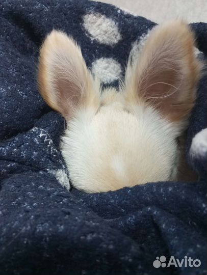 Чихуахуа девочка