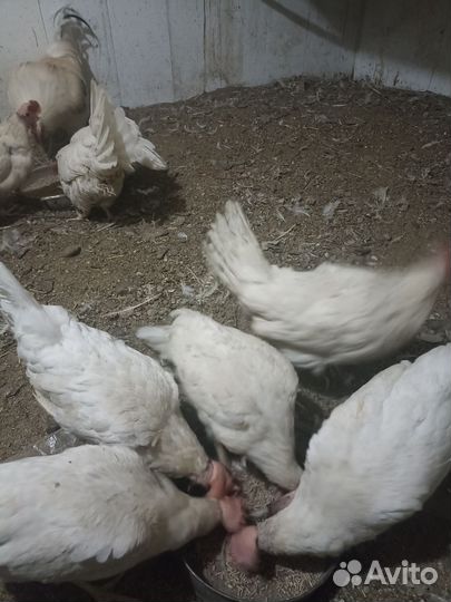 Продам куриц несушек возраст 1.5 года