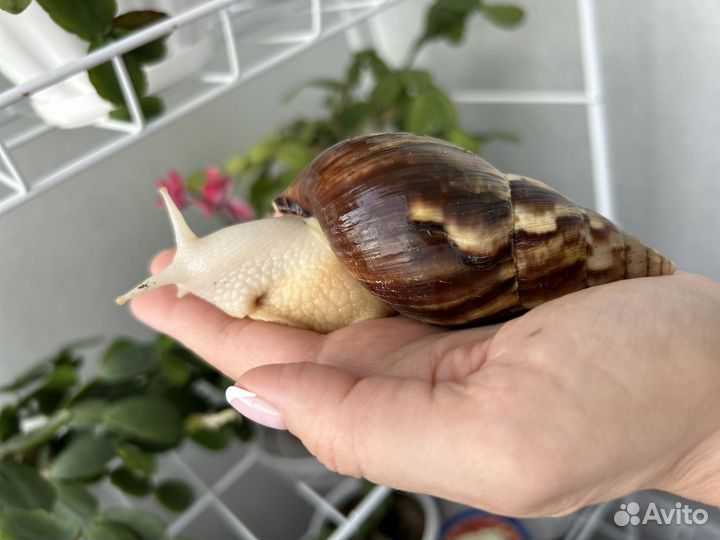 Улитки ахатины