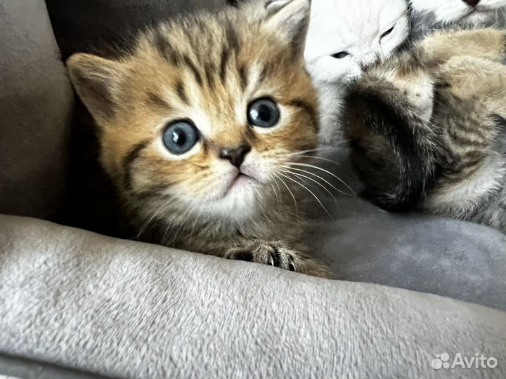 Шотландские котята