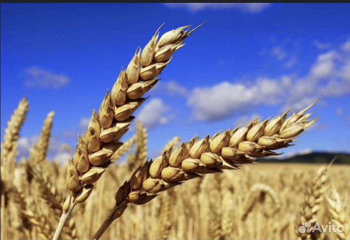 Зерно ячмень