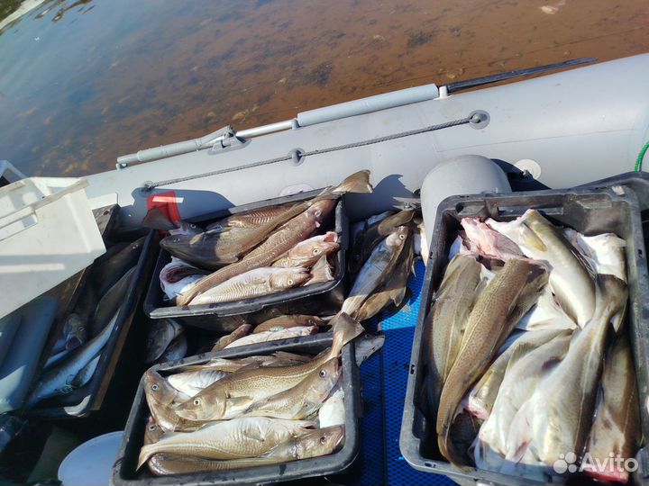 Свежая рыба