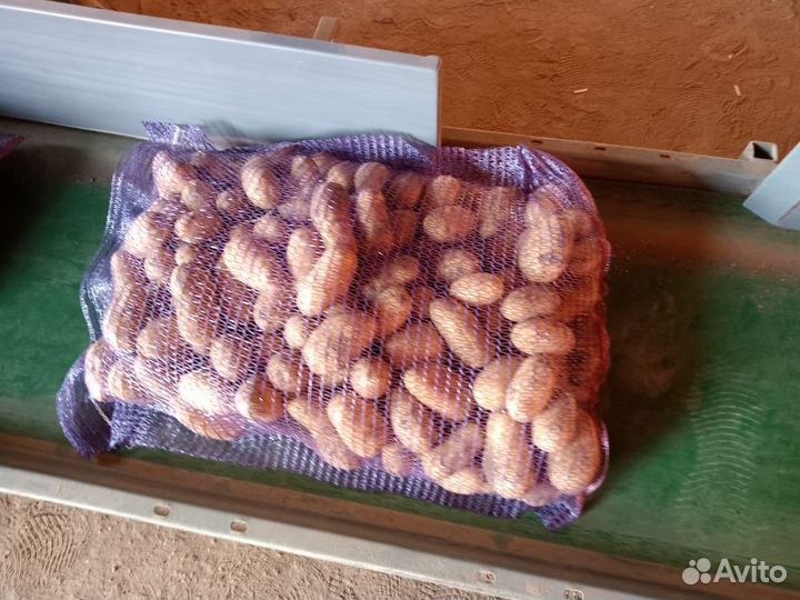 Королева анна опт