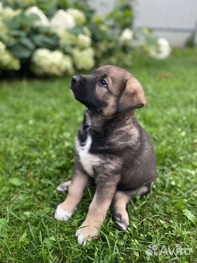 Замечательные щенки