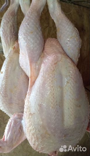 Куры домашние мясо