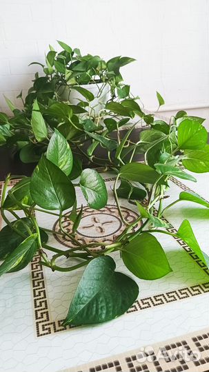 Сциндапсус