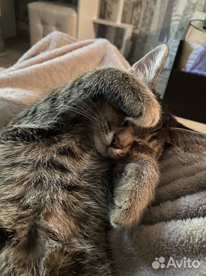 Кошка в добрые руки