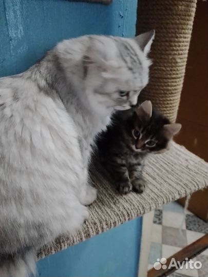 Кошка