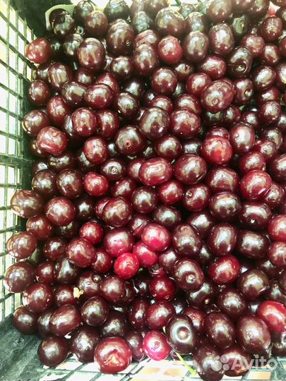 Вишня подбельская