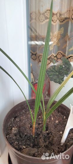 Диффенбахия. Бегония