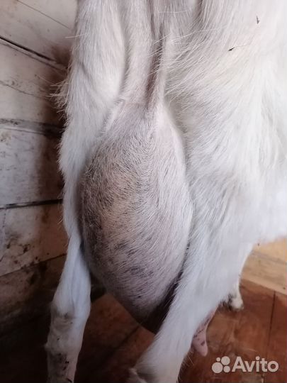 Коза дойная молочная