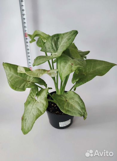 Сингониум/Сциндапсус/Эпипремнум