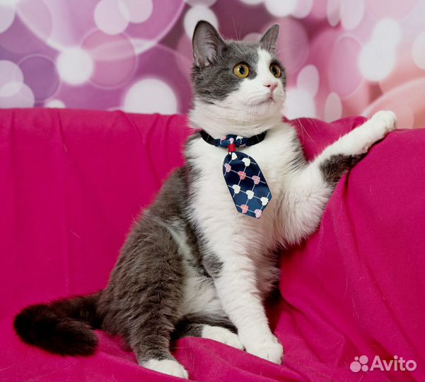 Милейший котик 9 мес ищет маму