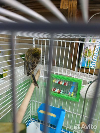 Канарейка- самка