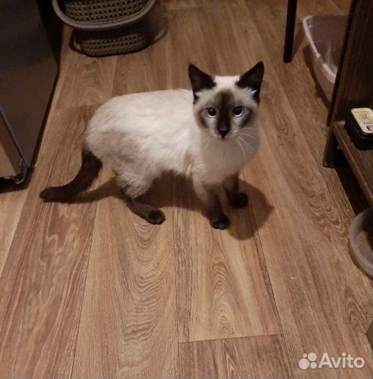 Сиамский кот