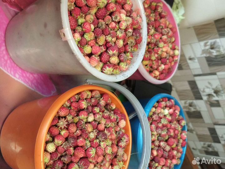 Лесная ягода